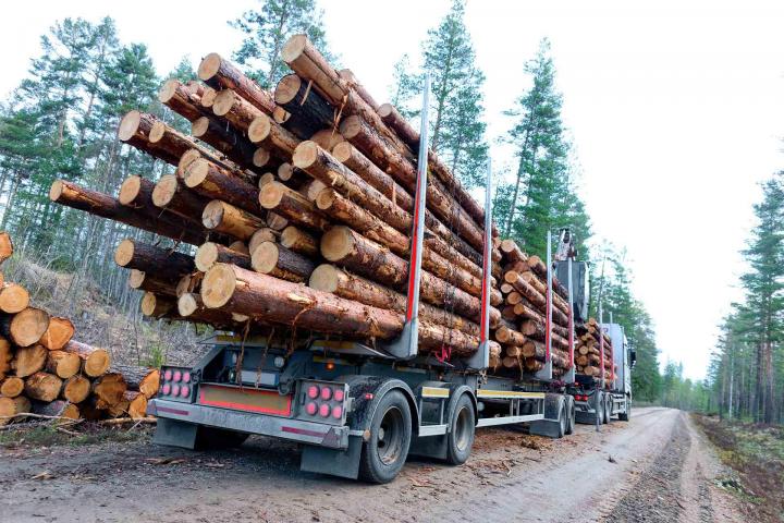 Vente de bois en gros, Mont-Tremblant